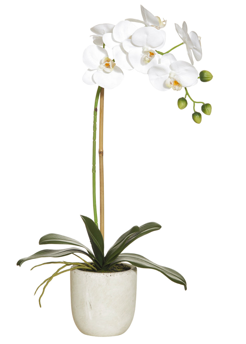 Butterfly Orchid Stone Pot 14x30x54cm 73.552.01WH
