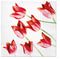 PAW Lunch Napkin 33cm Red Tulips 61603 RRP $9.95